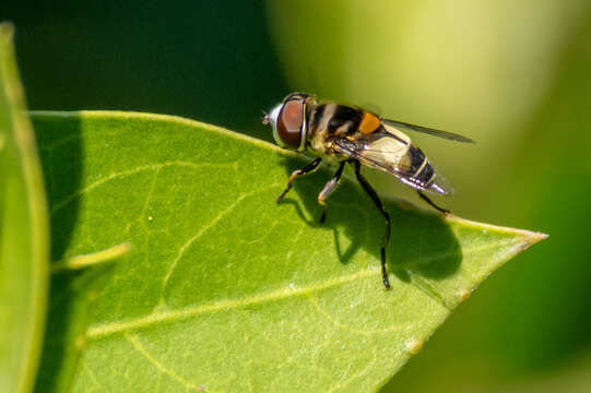 Image of Palpada albifrons (Wiedemann 1830)