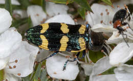 Image of Castiarina rectifasciata (Saunders 1868)