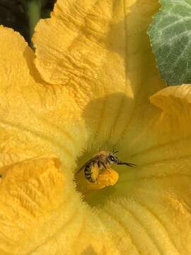 Image of Pruinose Squash Bee