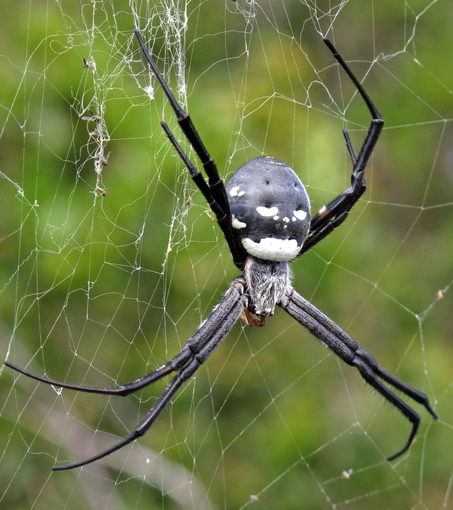 Imagem de Argiope trifasciata kauaiensis Simon 1900