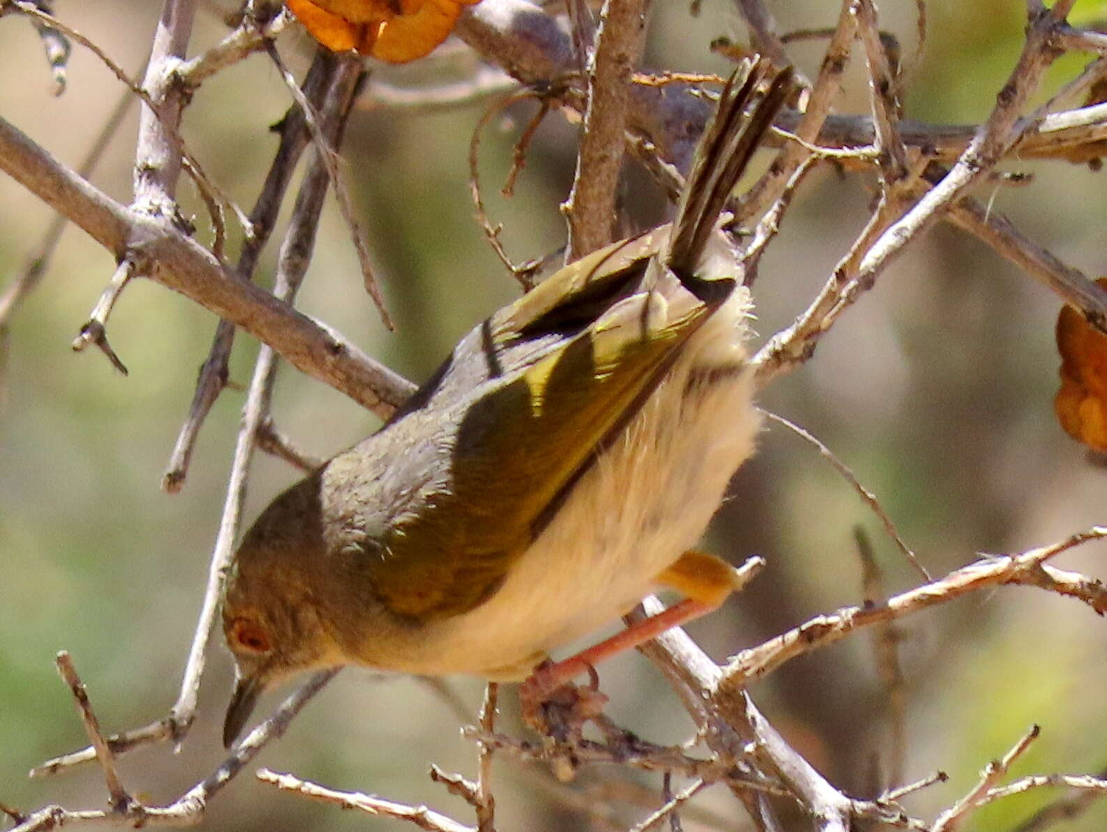 <i>Camaroptera brachyura sharpei</i>的圖片