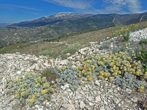 Image of Anthyllis tejedensis Boiss.