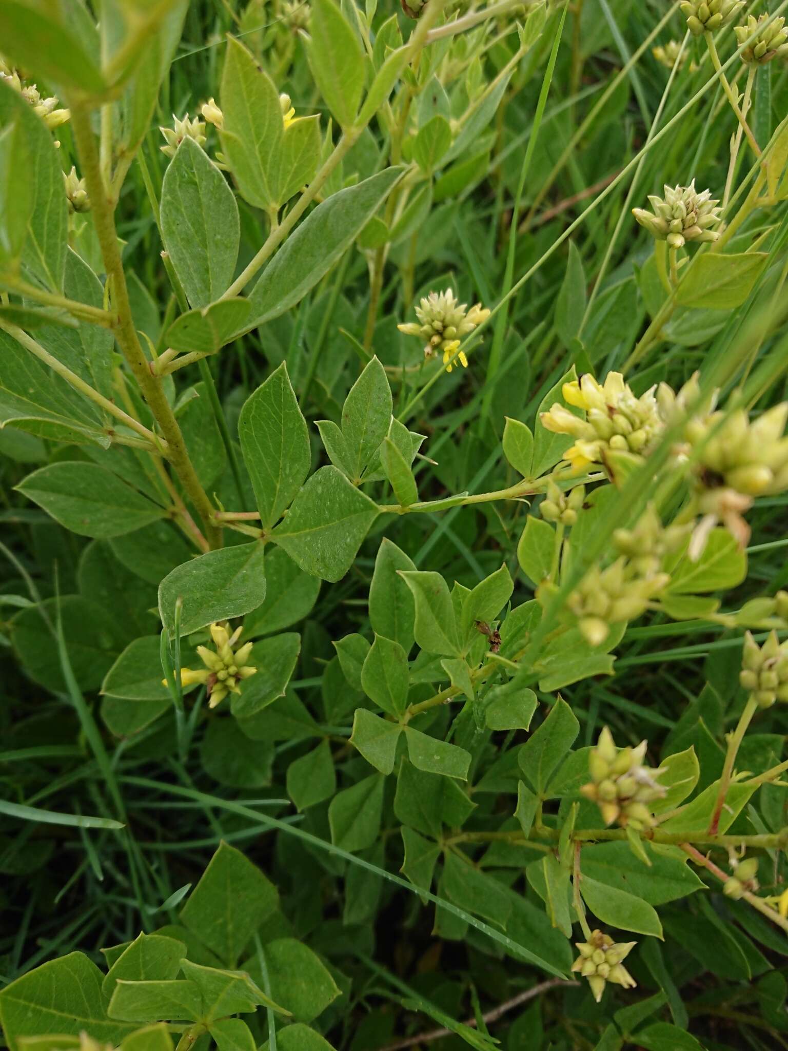 Image of Pearsonia cajanifolia (Harv.) Polhill