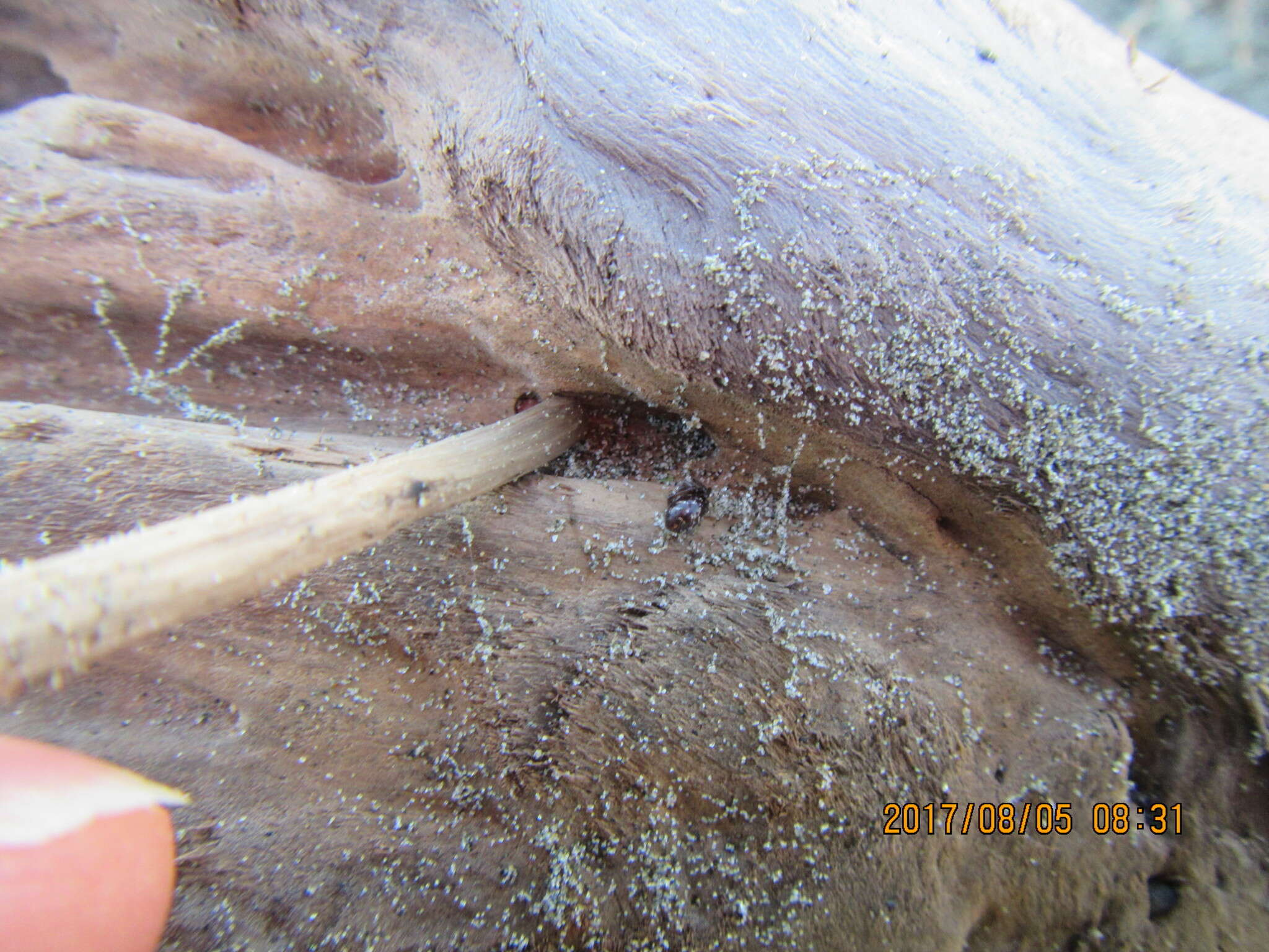 Image of Cobweb weaver