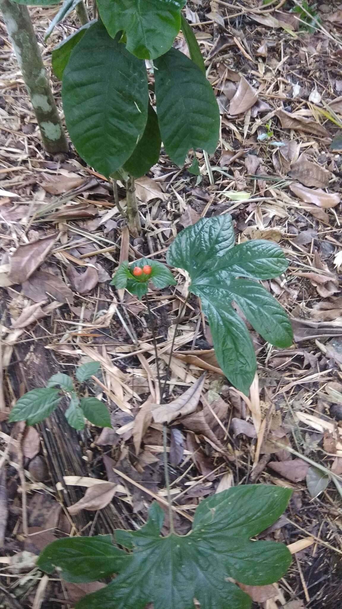 Sivun Tacca palmata Blume kuva