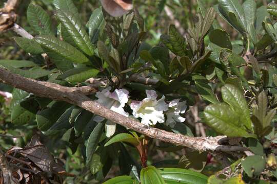 Plancia ëd Tabebuia berteroi (A. DC.) Britton