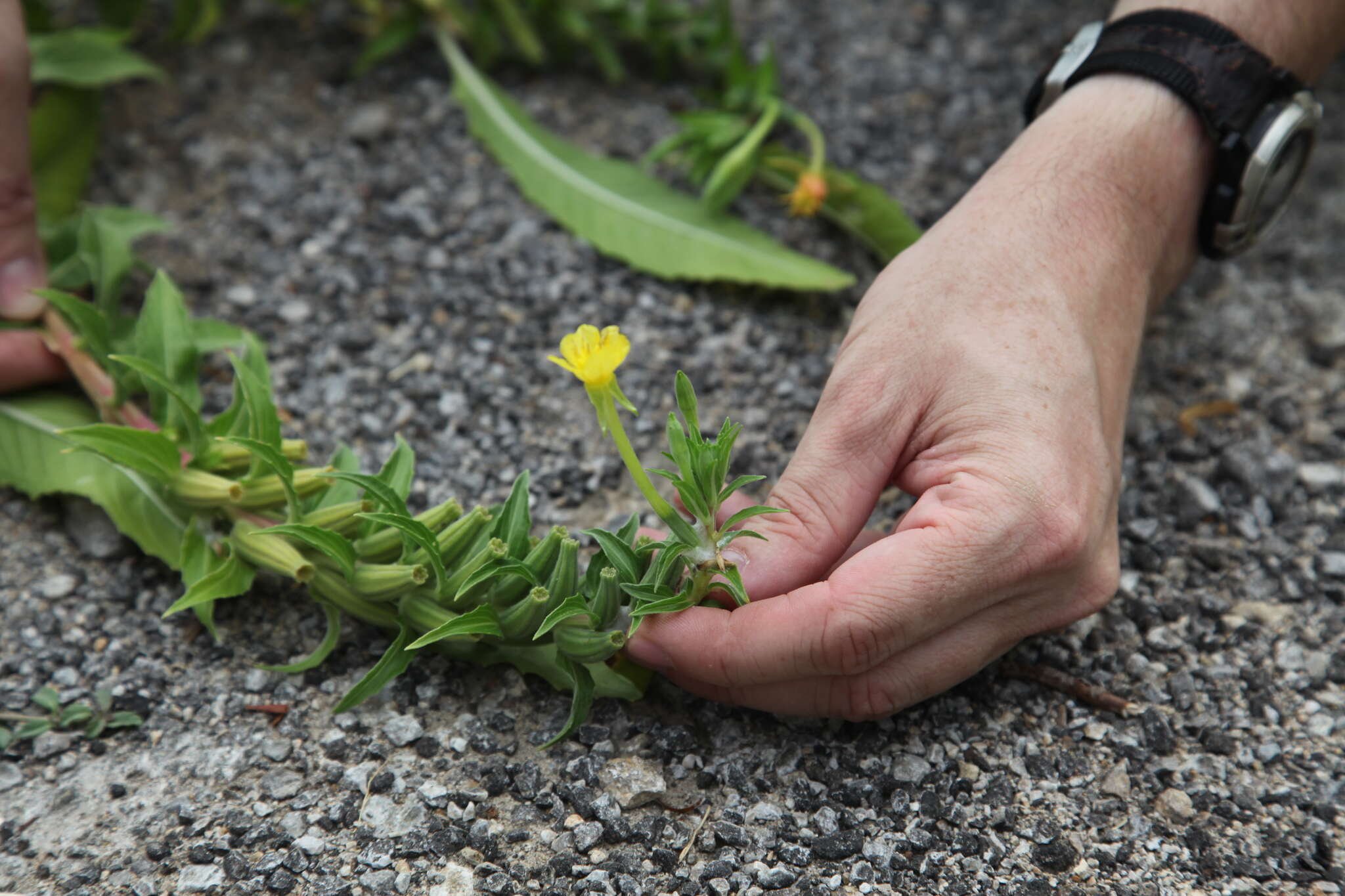 Imagem de Oenothera biennis L.