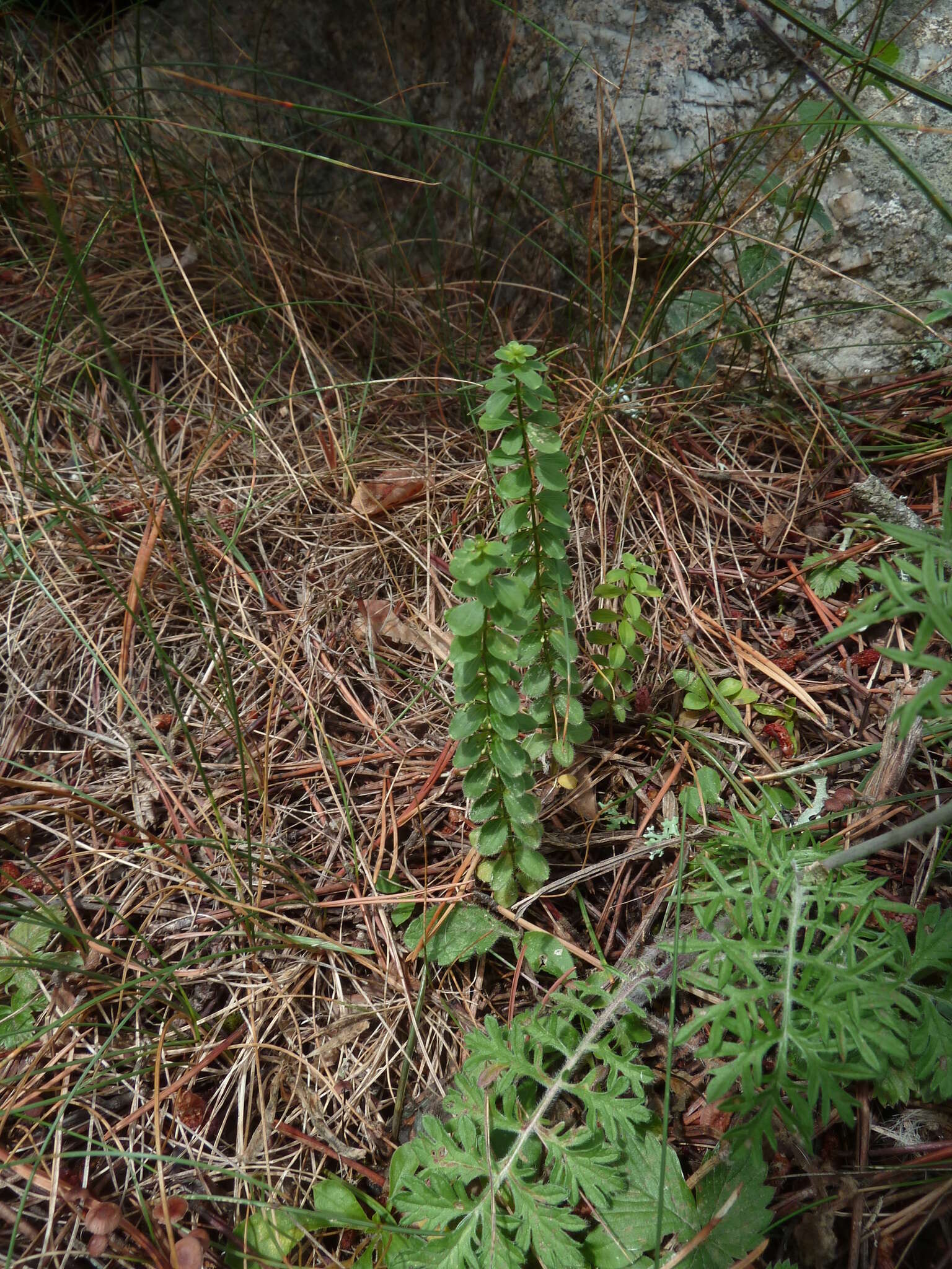 Image of Cruciata glabra (L.) Opiz