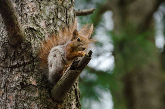 Image of West Siberian Red squirrel