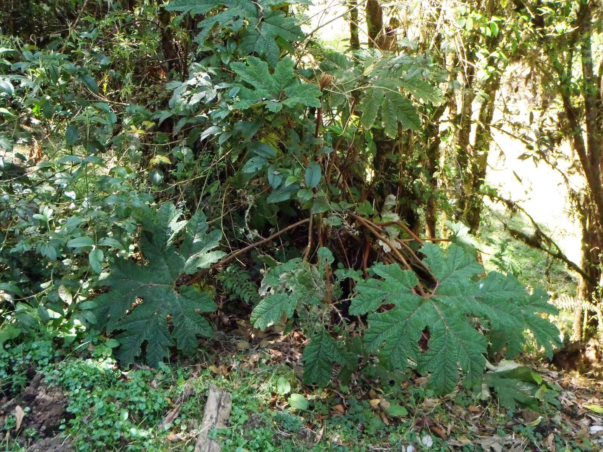 Image of Gunnera talamancana H. Weber & Mora