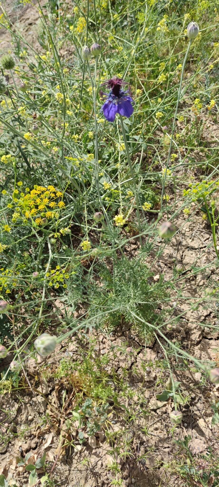 Image of Nigella papillosa G. López González