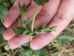 Image of Hypericum pubescens Boiss.