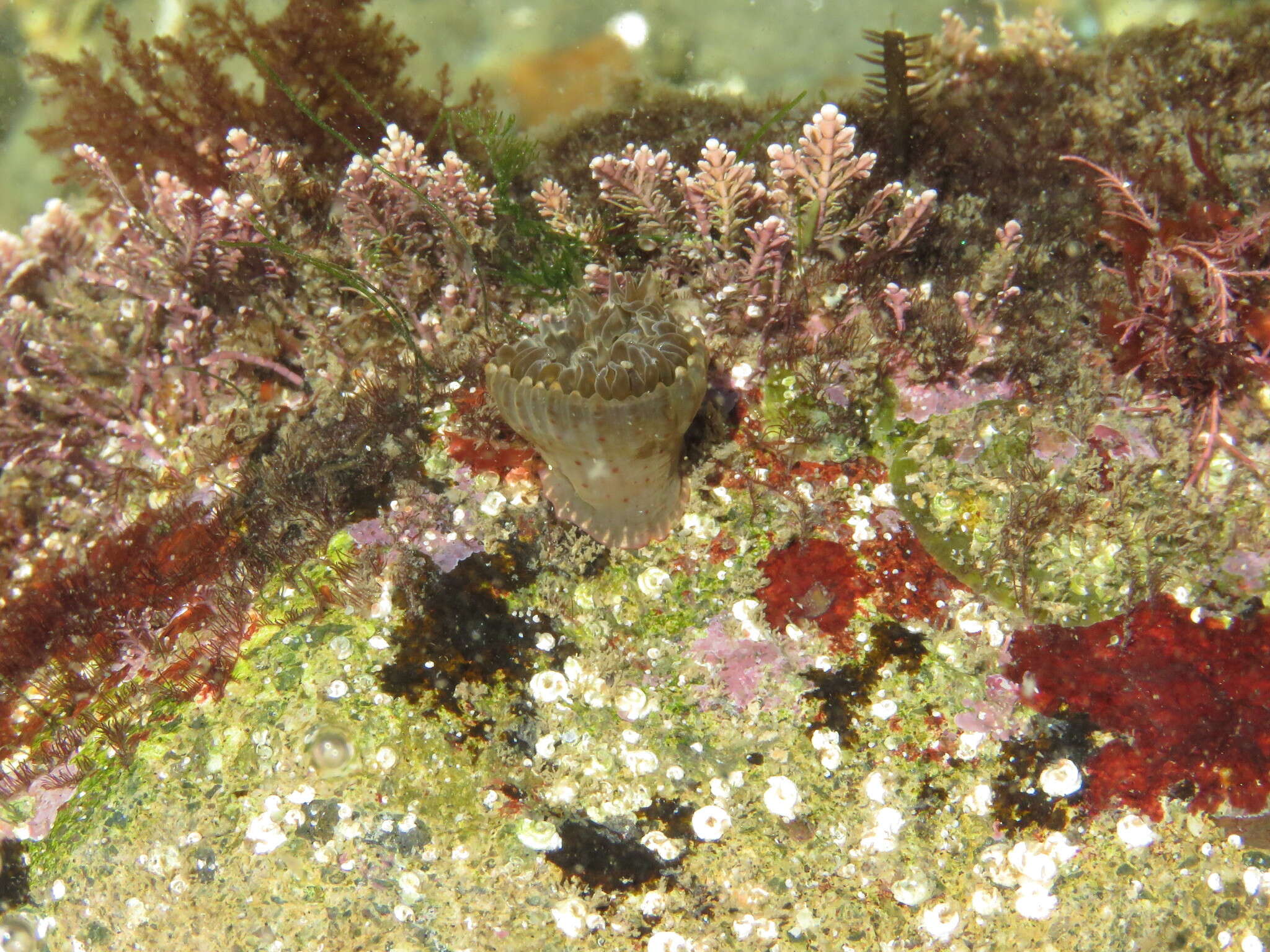 Image of Anthopleura mariae