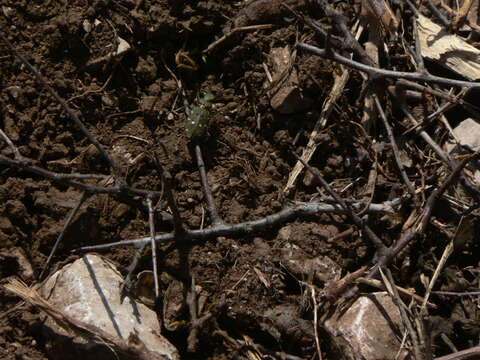 Image of Cicindela (Cicindela) maroccana pseudomaroccana Roeschke 1891