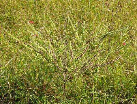 Imagem de Ocimum americanum var. americanum