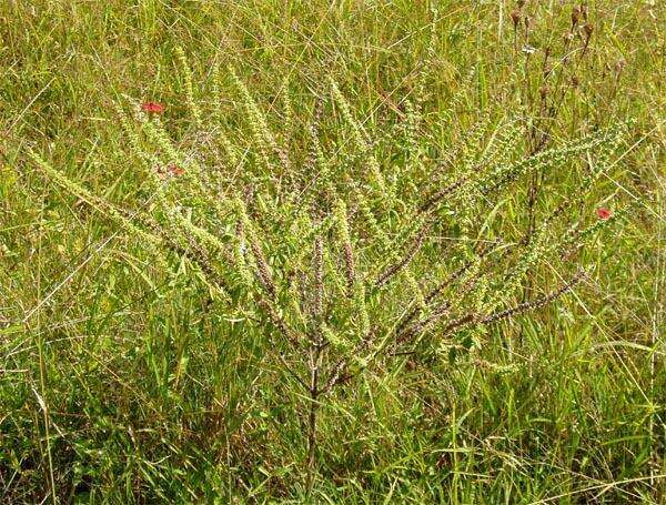 Image de Ocimum americanum var. americanum