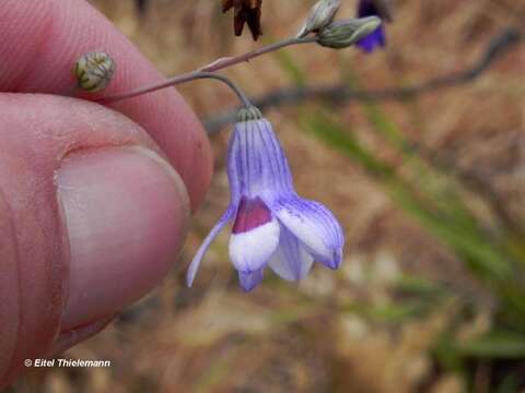 Image of Conanthera trimaculata (D. Don) F. Meigen