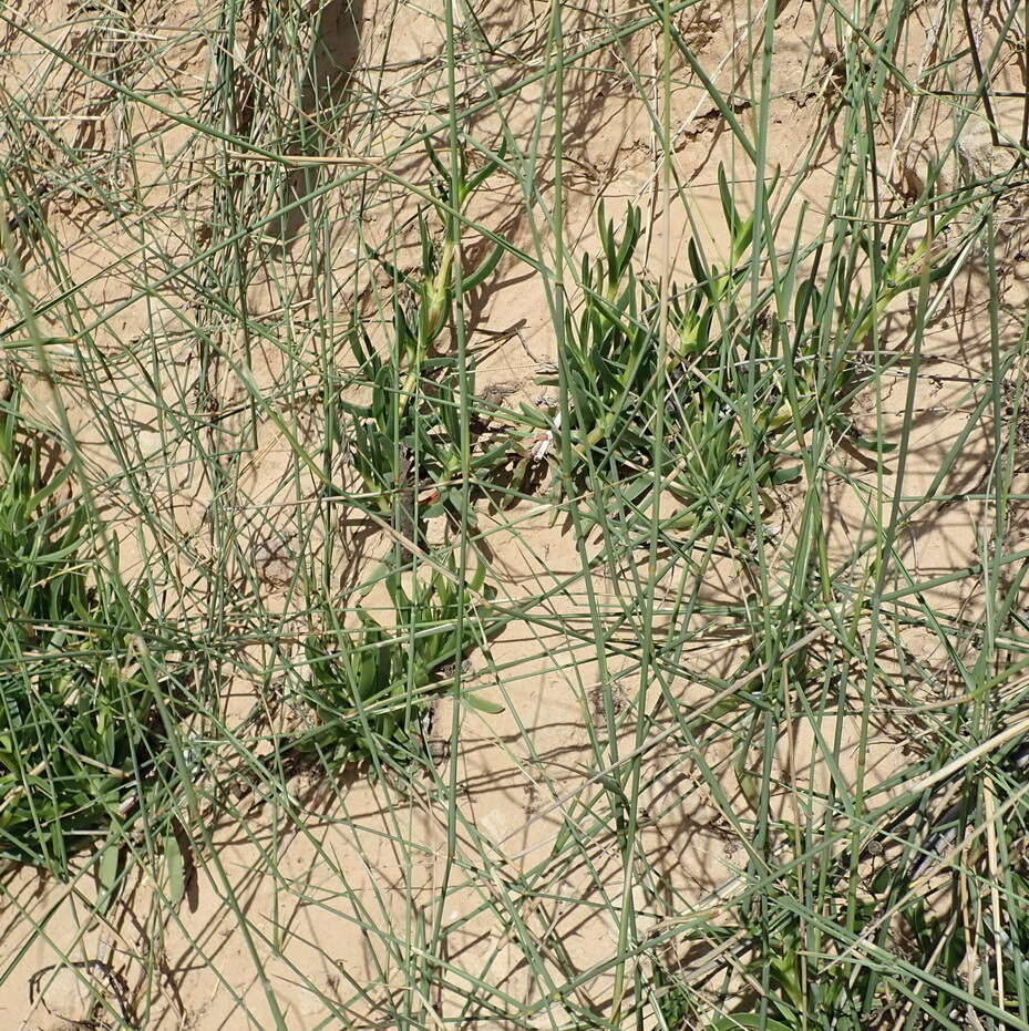 Image of pyp grass