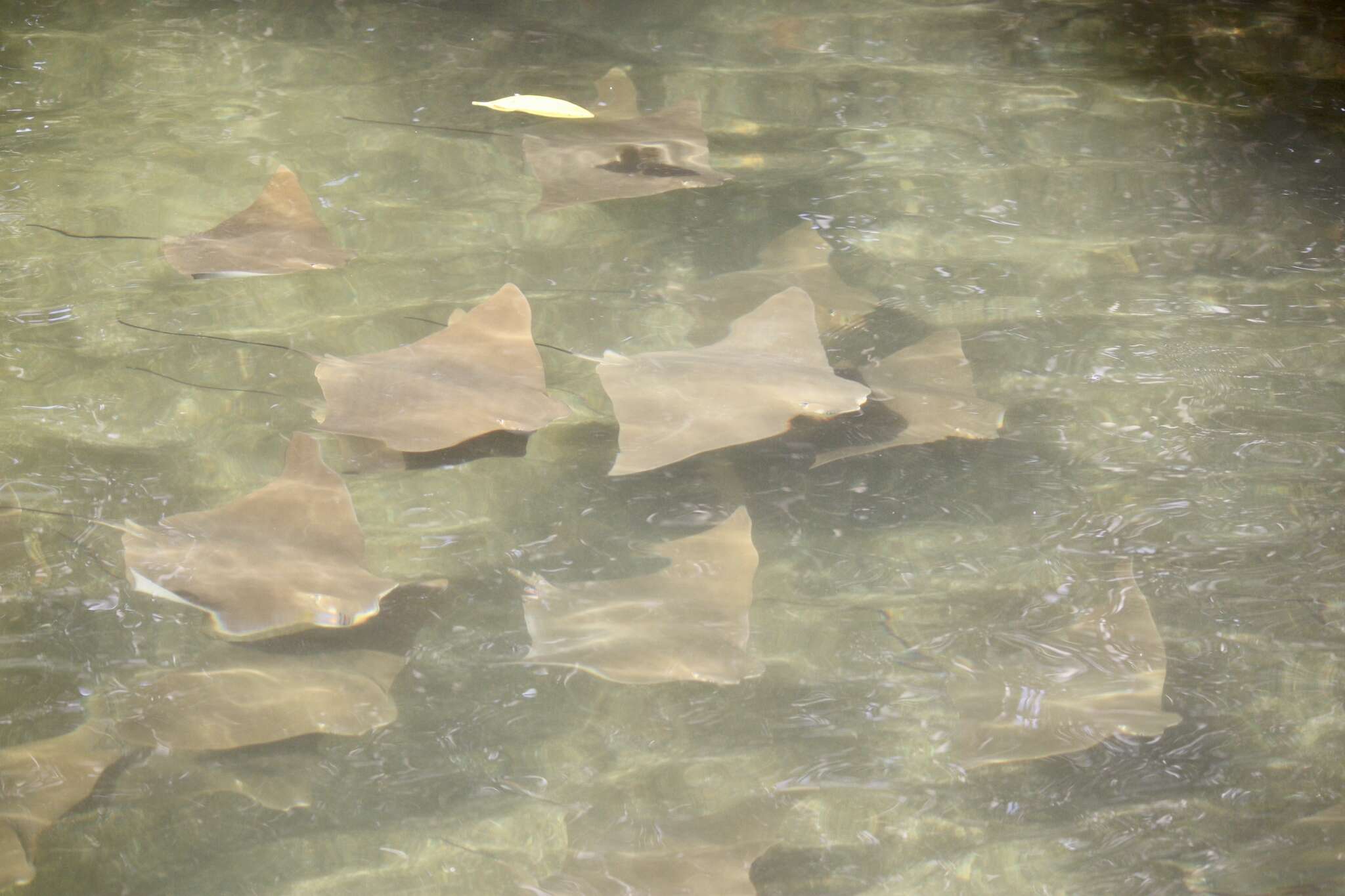 Image of Golden Cownose Ray