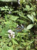 Imagem de Ithomia diasia hippocrenis Bates 1866