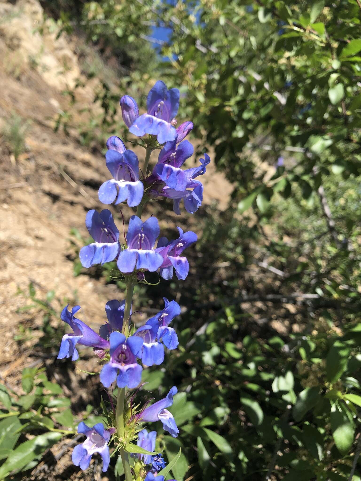 Image of blue penstemon