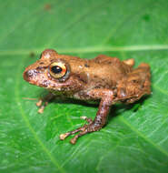 Image of Pristimantis churuwiai Brito-M., Batallas-R. & Yánez-Muñoz 2017