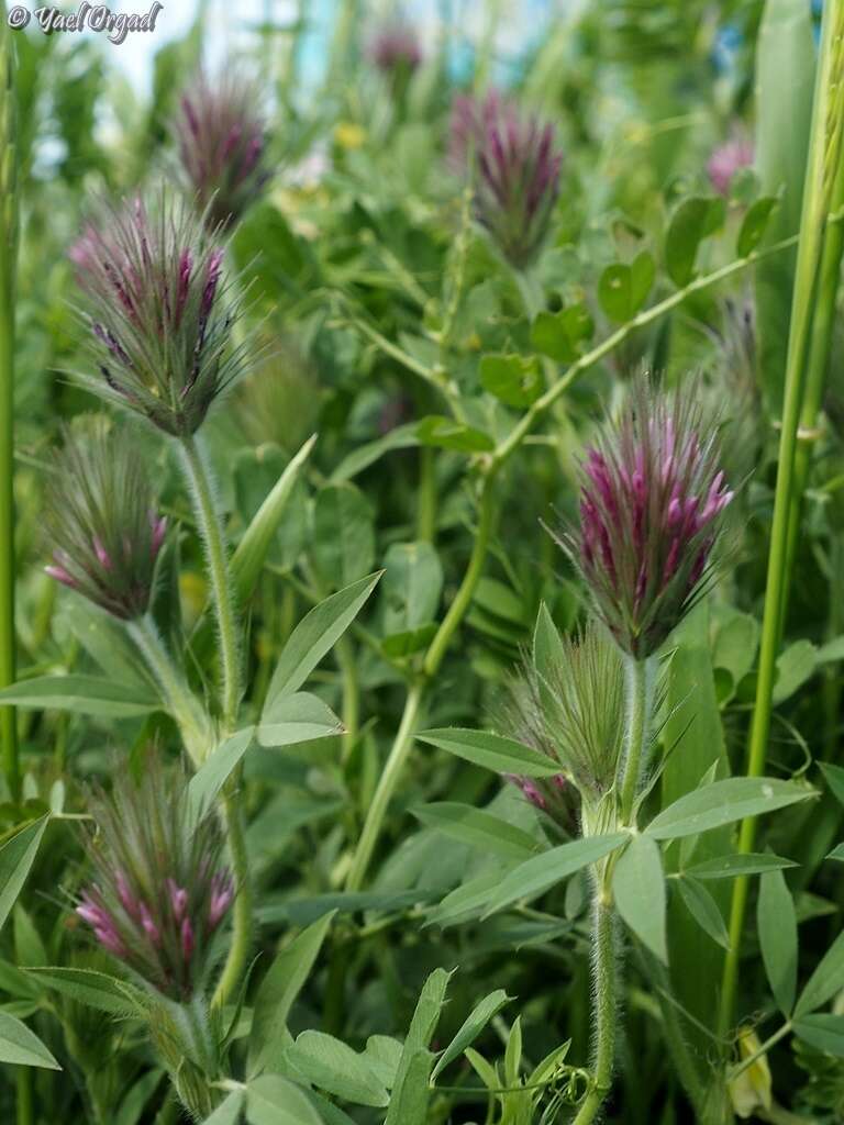 Imagem de Trifolium dasyurum C. Presl