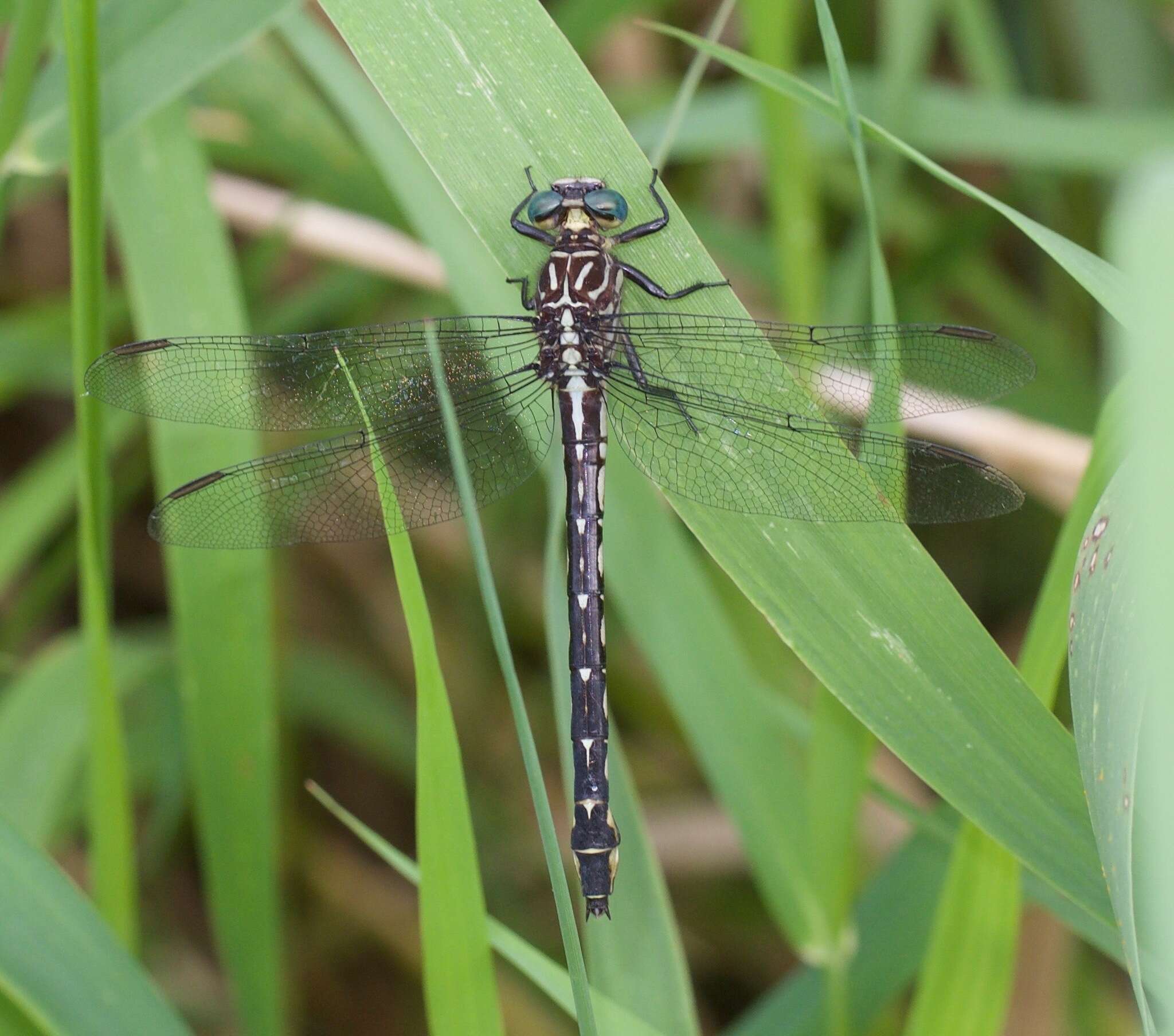 Image of Elusive Clubtail