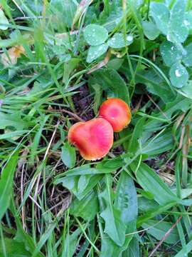 Image of Hygrocybe insipida (J. E. Lange) M. M. Moser 1967