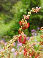 Image of Rumex tuberosus subsp. creticus Rech. fil.