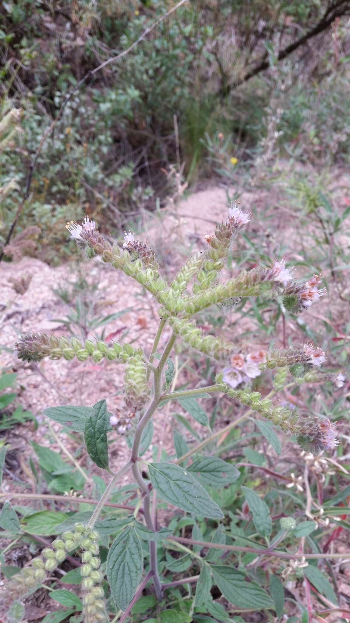 Image of Phacelia secunda J. F. Gmel.