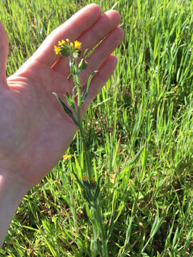 Image of common fiddleneck