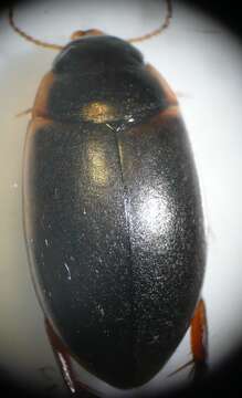 Image of Sturm's diving beetle