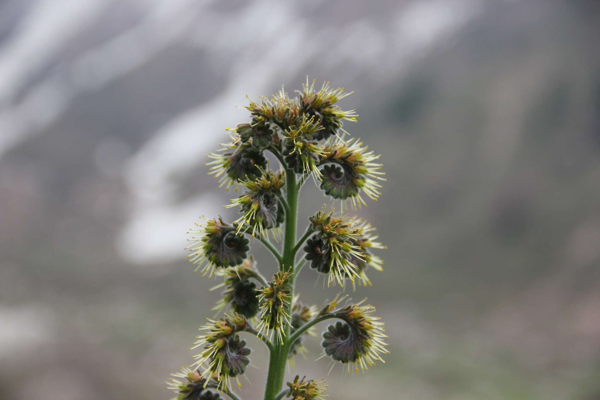 Imagem de Cynoglossum circinnatum (Ledeb.) Greuter & Burdet