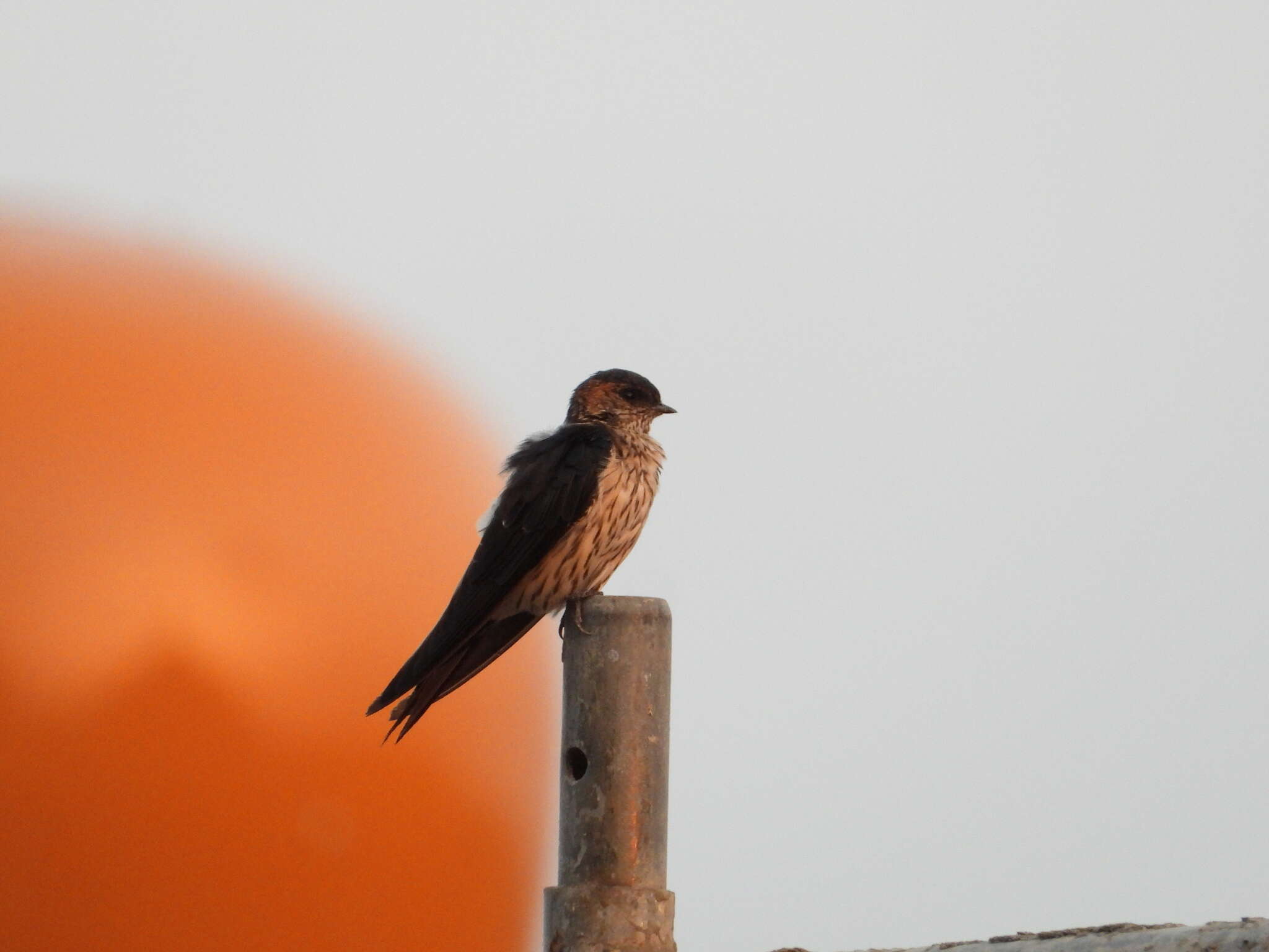 Image of Striated Swallow