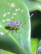 Image of Ozophora trinotata Barber & H. G. 1914