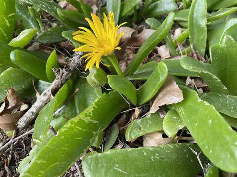 Image of Glottiphyllum longum (Haw.) N. E. Br.