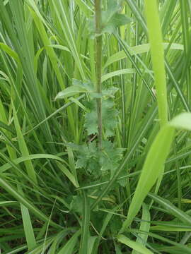 Image of Lactuca formosana Maxim.