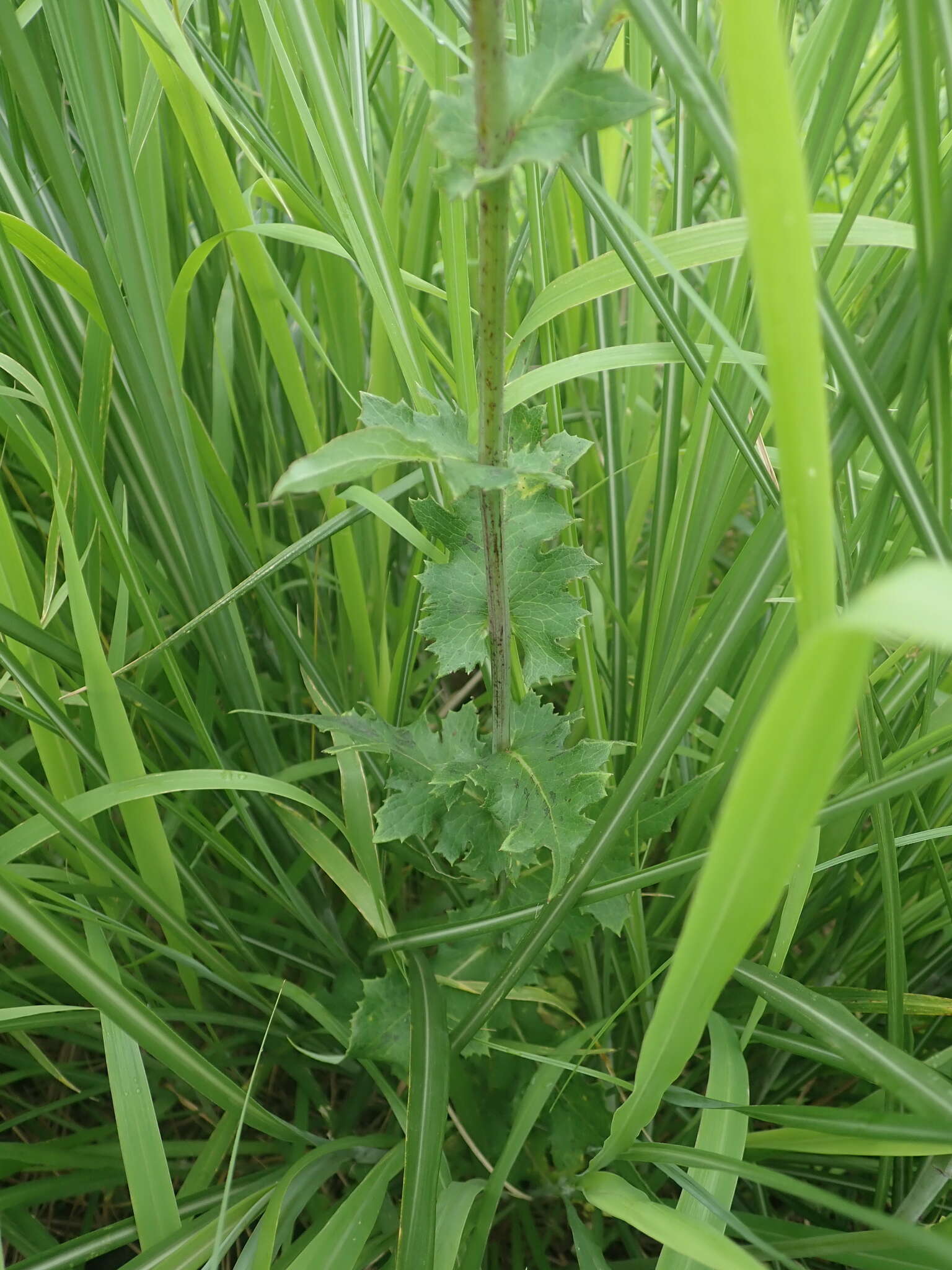 Lactuca formosana Maxim.的圖片