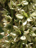 Image de Veratrum californicum var. californicum