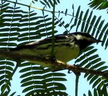 Image of Black-throated Grey Warbler