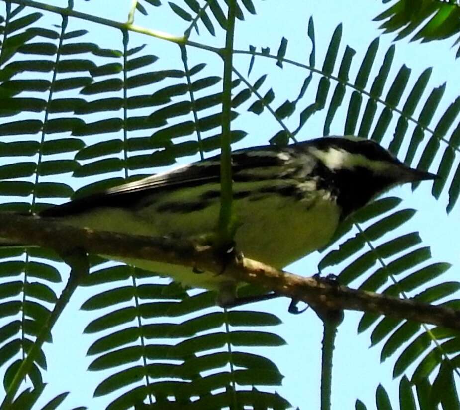 Image of Black-throated Grey Warbler