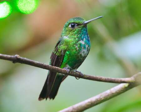 Image of Emerald-bellied Puffleg