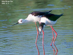 Image of Black-winged Stilt