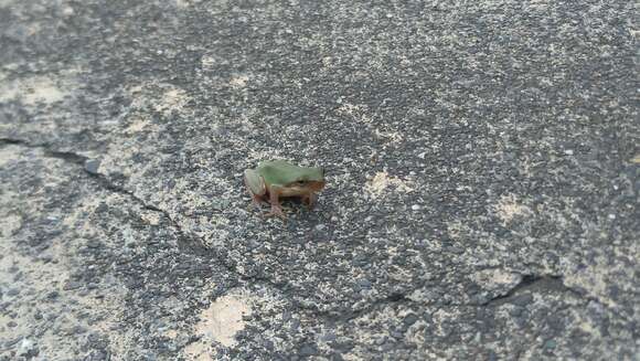 Image of Chinese Tree Toad