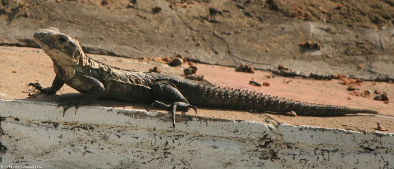 Image of Northeastern Spinytail Iguana