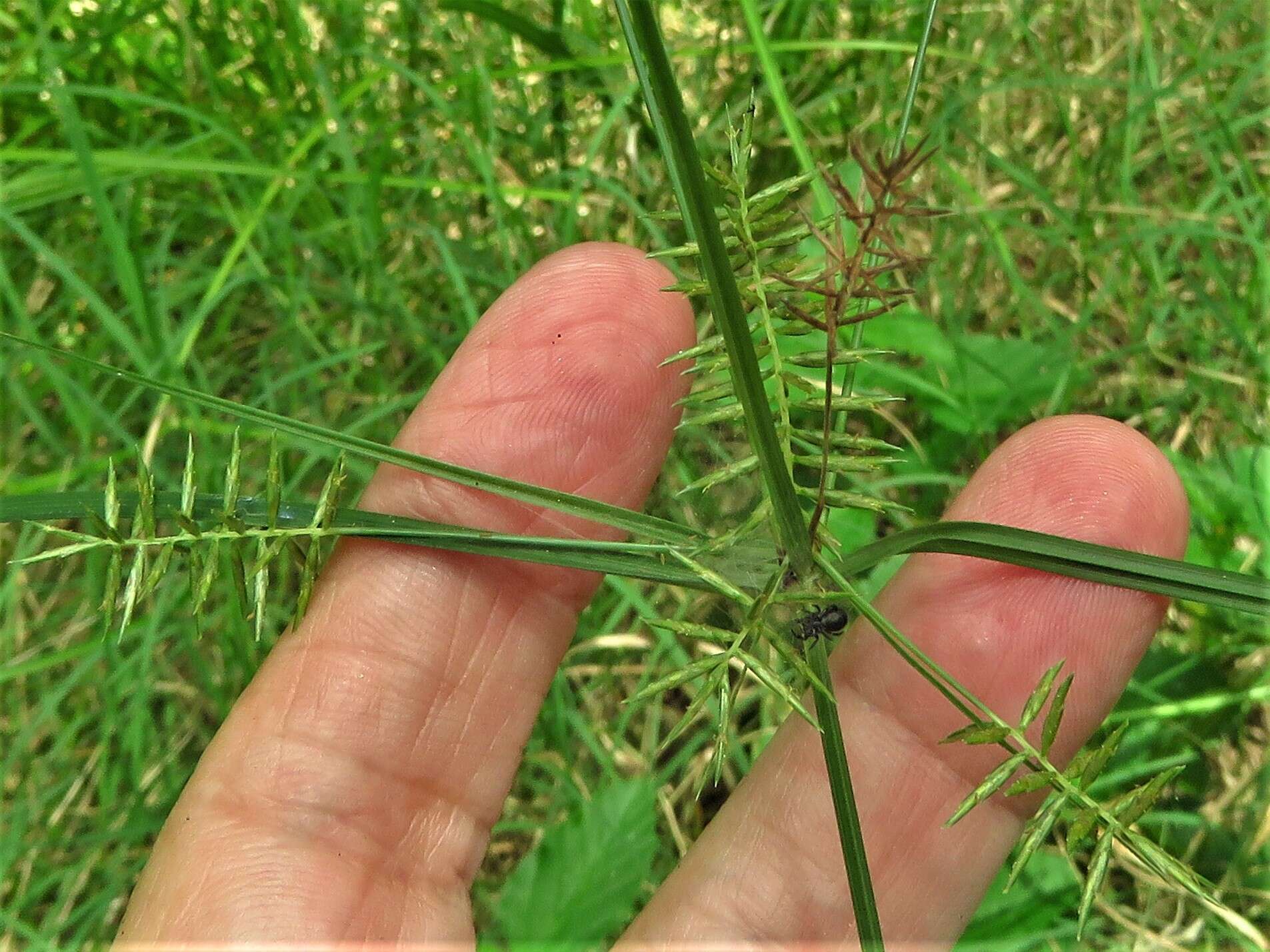 Image of Southern Flat Sedge