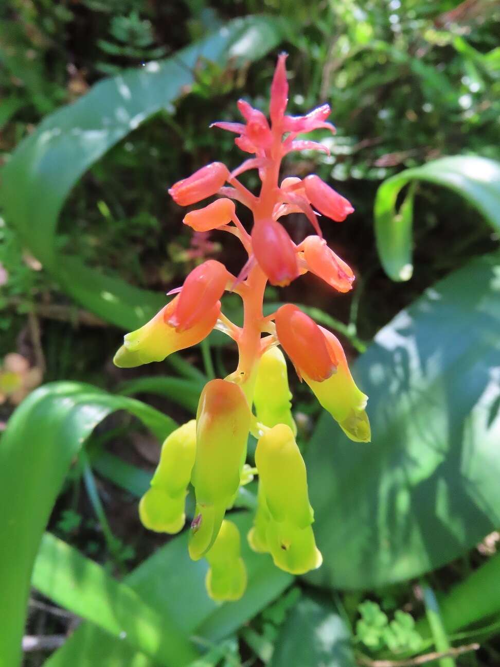 Image of Lachenalia thunbergii G. D. Duncan & T. J. Edwards