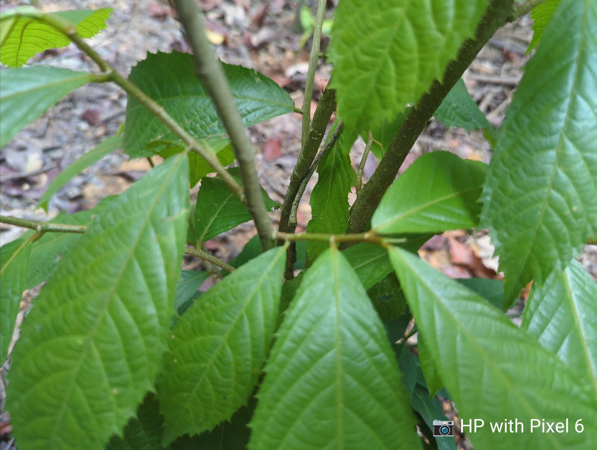 Image of Rinorea anguifera (Lour.) Kuntze