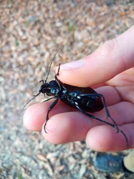 Carabus (Megodontus) septemcarinatus Motschulsky 1840 resmi